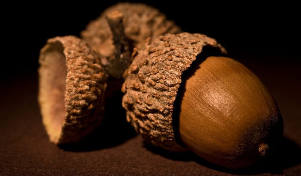 amulet წარმატებისთვის - acorn